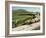 Shepherd and His Flock, Near Itero De La Vega, Palencia, Castilla Y Leon, Spain, Europe-Ken Gillham-Framed Photographic Print