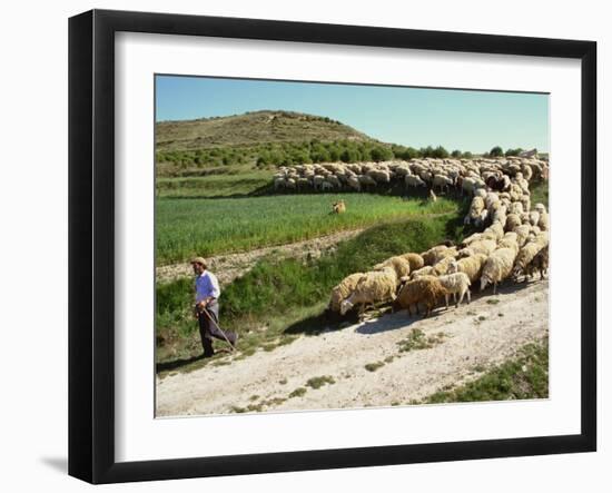 Shepherd and His Flock, Near Itero De La Vega, Palencia, Castilla Y Leon, Spain, Europe-Ken Gillham-Framed Photographic Print