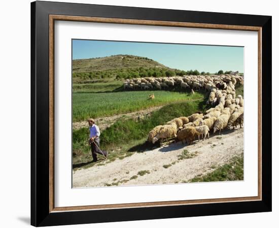 Shepherd and His Flock, Near Itero De La Vega, Palencia, Castilla Y Leon, Spain, Europe-Ken Gillham-Framed Photographic Print