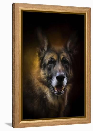 Shepherd Glow-Jai Johnson-Framed Premier Image Canvas