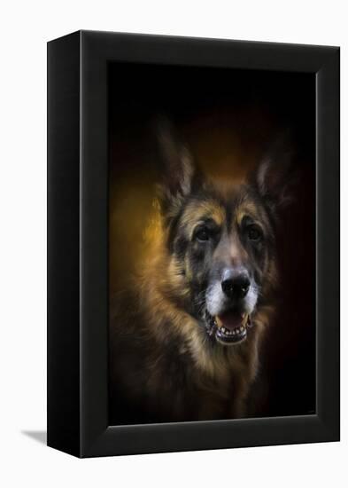 Shepherd Glow-Jai Johnson-Framed Premier Image Canvas