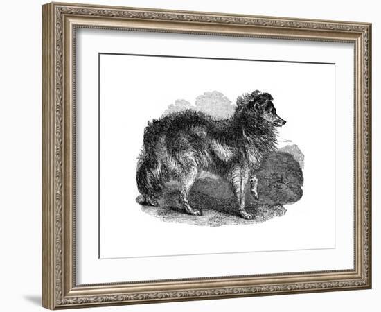 Shepherd's Dog, 1848-null-Framed Giclee Print