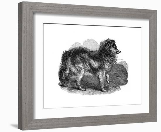 Shepherd's Dog, 1848-null-Framed Giclee Print