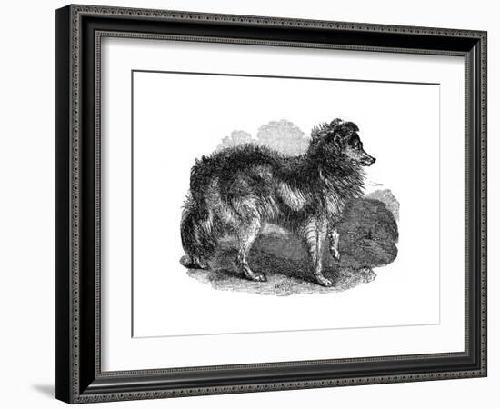 Shepherd's Dog, 1848-null-Framed Giclee Print