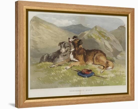 Shepherd's Dogs-F. Tayler-Framed Premier Image Canvas