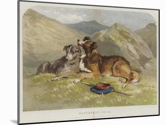 Shepherd's Dogs-F. Tayler-Mounted Giclee Print