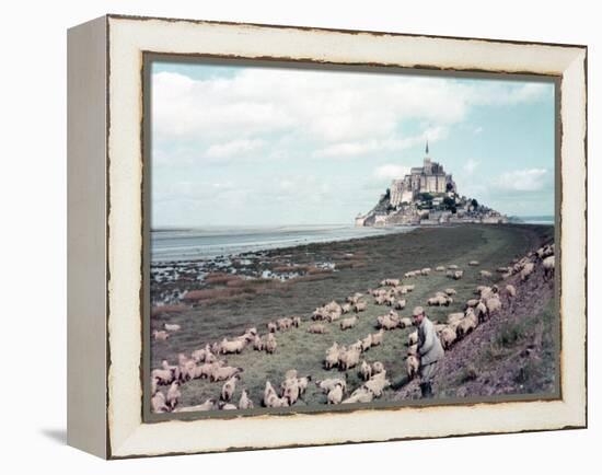 Shepherd Tending Flock of Sheep, Mont Saint Michel, a 13th Cent. Abbey and Town on Brittany Coast-Nat Farbman-Framed Premier Image Canvas