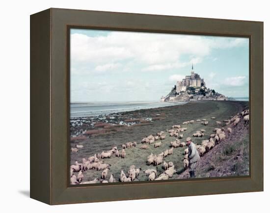 Shepherd Tending Flock of Sheep, Mont Saint Michel, a 13th Cent. Abbey and Town on Brittany Coast-Nat Farbman-Framed Premier Image Canvas