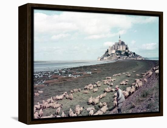 Shepherd Tending Flock of Sheep, Mont Saint Michel, a 13th Cent. Abbey and Town on Brittany Coast-Nat Farbman-Framed Premier Image Canvas