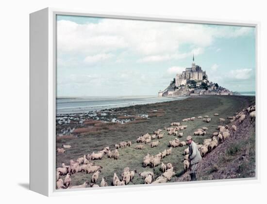 Shepherd Tending Flock of Sheep, Mont Saint Michel, a 13th Cent. Abbey and Town on Brittany Coast-Nat Farbman-Framed Premier Image Canvas