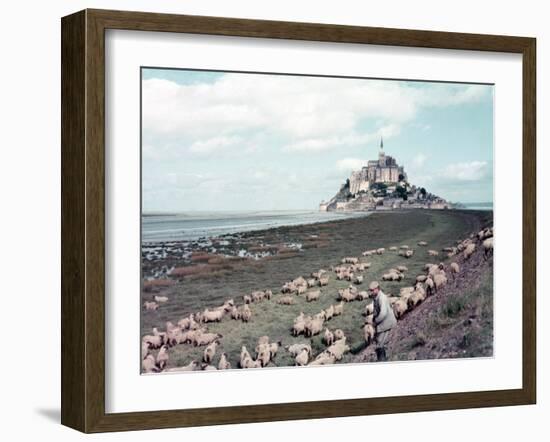 Shepherd Tending Flock of Sheep, Mont Saint Michel, a 13th Cent. Abbey and Town on Brittany Coast-Nat Farbman-Framed Photographic Print