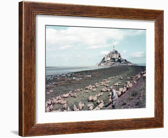 Shepherd Tending Flock of Sheep, Mont Saint Michel, a 13th Cent. Abbey and Town on Brittany Coast-Nat Farbman-Framed Photographic Print