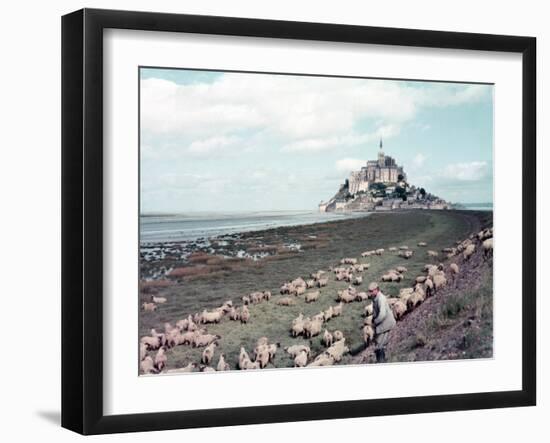 Shepherd Tending Flock of Sheep, Mont Saint Michel, a 13th Cent. Abbey and Town on Brittany Coast-Nat Farbman-Framed Photographic Print