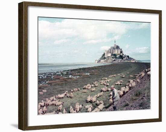 Shepherd Tending Flock of Sheep, Mont Saint Michel, a 13th Cent. Abbey and Town on Brittany Coast-Nat Farbman-Framed Photographic Print