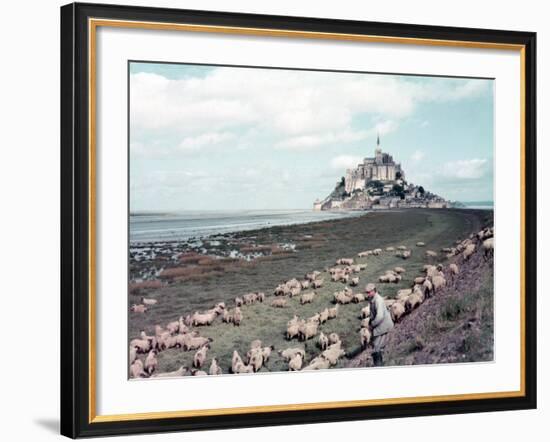 Shepherd Tending Flock of Sheep, Mont Saint Michel, a 13th Cent. Abbey and Town on Brittany Coast-Nat Farbman-Framed Photographic Print