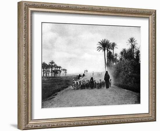 Shepherding Sheep Near Cairo, Egypt, C1920S-null-Framed Giclee Print