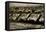 Sherman Tanks-null-Framed Stretched Canvas