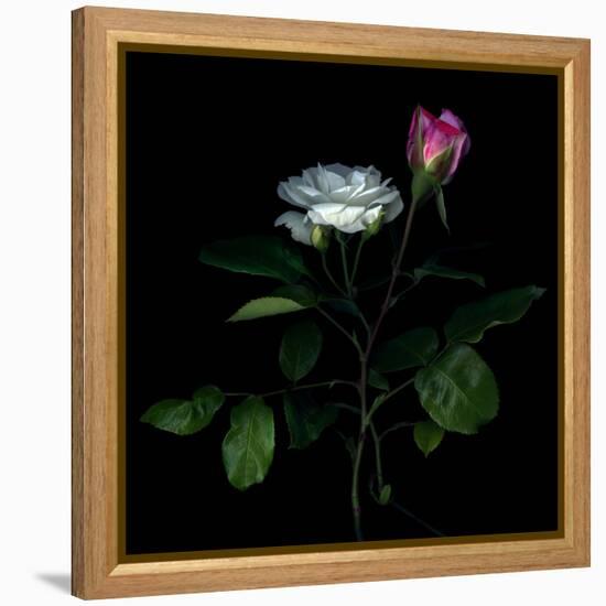 Sherry Parfait and White-Magda Indigo-Framed Premier Image Canvas