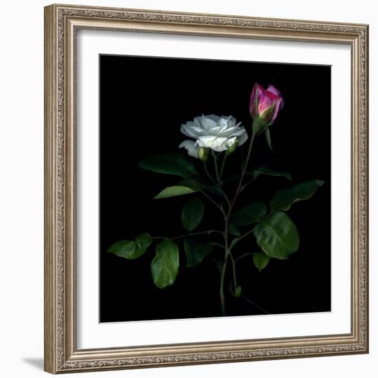 Sherry Parfait and White-Magda Indigo-Framed Photographic Print