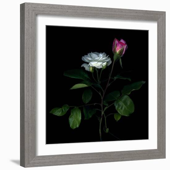 Sherry Parfait and White-Magda Indigo-Framed Photographic Print