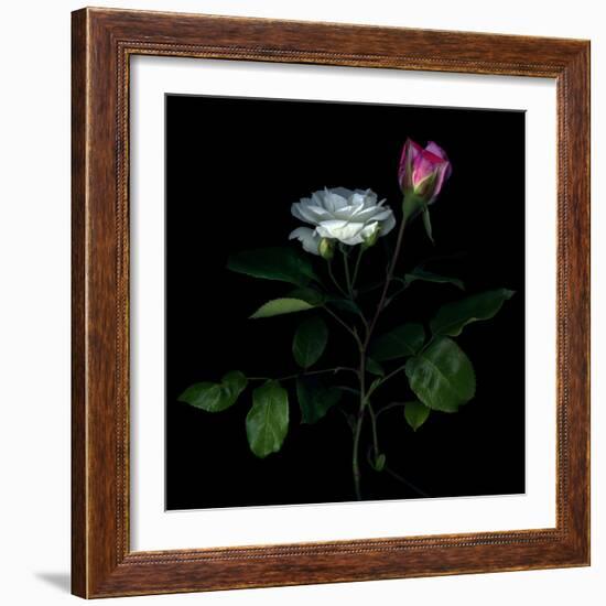 Sherry Parfait and White-Magda Indigo-Framed Photographic Print