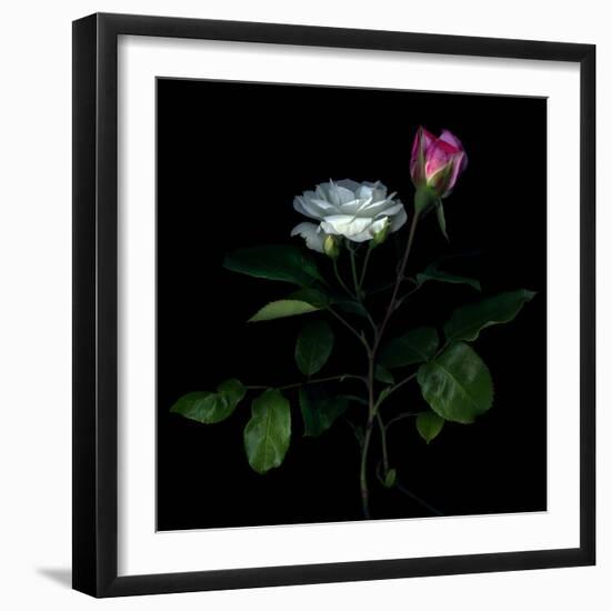 Sherry Parfait and White-Magda Indigo-Framed Photographic Print