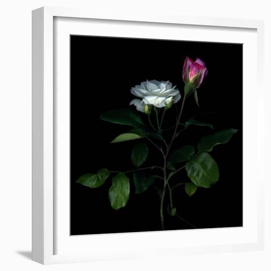 Sherry Parfait and White-Magda Indigo-Framed Photographic Print