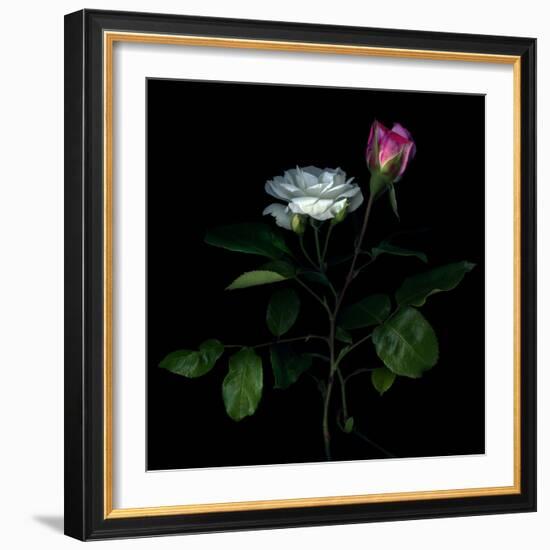 Sherry Parfait and White-Magda Indigo-Framed Photographic Print