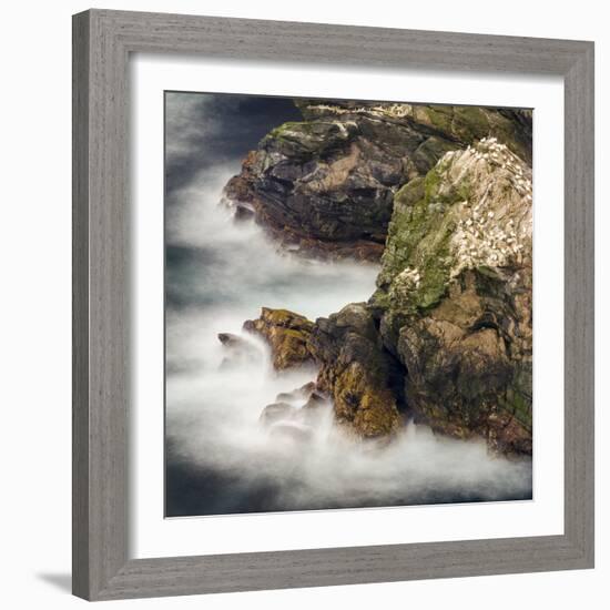 Shetland Islands, Hermaness National Nature Reserve on the Island Unst. Colony of Northern Gannet-Martin Zwick-Framed Photographic Print