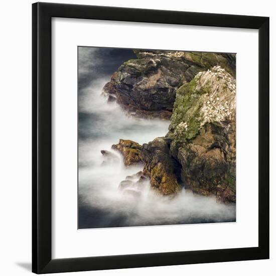 Shetland Islands, Hermaness National Nature Reserve on the Island Unst. Colony of Northern Gannet-Martin Zwick-Framed Photographic Print