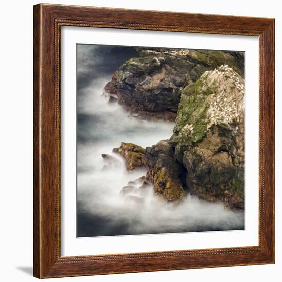 Shetland Islands, Hermaness National Nature Reserve on the Island Unst. Colony of Northern Gannet-Martin Zwick-Framed Photographic Print