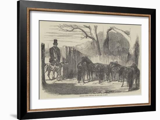 Shetland Ponies Purchased for the Pacha of Egypt-Harrison William Weir-Framed Giclee Print