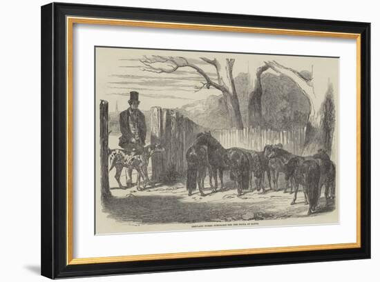 Shetland Ponies Purchased for the Pacha of Egypt-Harrison William Weir-Framed Giclee Print