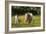 Shetland Pony 018-Bob Langrish-Framed Photographic Print
