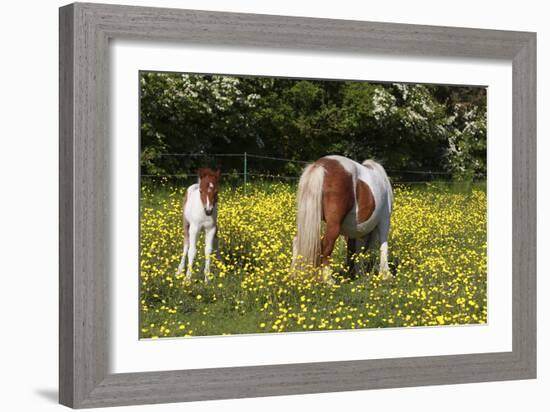 Shetland Pony 018-Bob Langrish-Framed Photographic Print