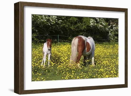 Shetland Pony 018-Bob Langrish-Framed Photographic Print