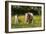 Shetland Pony 018-Bob Langrish-Framed Photographic Print