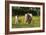 Shetland Pony 018-Bob Langrish-Framed Photographic Print