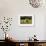 Shetland Pony 018-Bob Langrish-Framed Photographic Print displayed on a wall