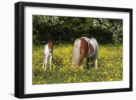 Shetland Pony 018-Bob Langrish-Framed Photographic Print