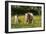 Shetland Pony 018-Bob Langrish-Framed Photographic Print