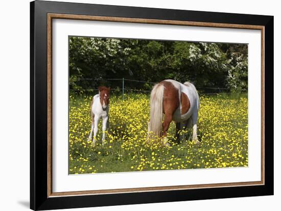 Shetland Pony 018-Bob Langrish-Framed Photographic Print