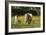 Shetland Pony 018-Bob Langrish-Framed Photographic Print