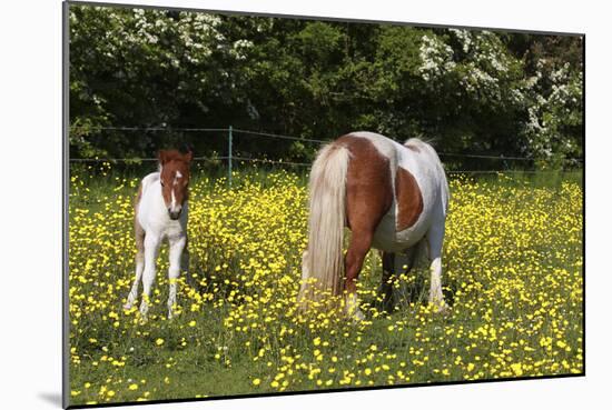 Shetland Pony 018-Bob Langrish-Mounted Photographic Print