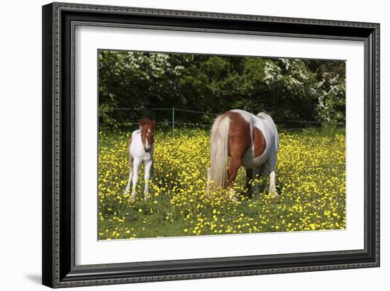 Shetland Pony 018-Bob Langrish-Framed Photographic Print