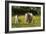 Shetland Pony 018-Bob Langrish-Framed Photographic Print