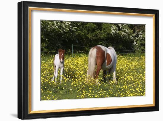 Shetland Pony 018-Bob Langrish-Framed Photographic Print