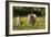 Shetland Pony 018-Bob Langrish-Framed Photographic Print