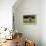 Shetland Pony 018-Bob Langrish-Framed Premier Image Canvas displayed on a wall