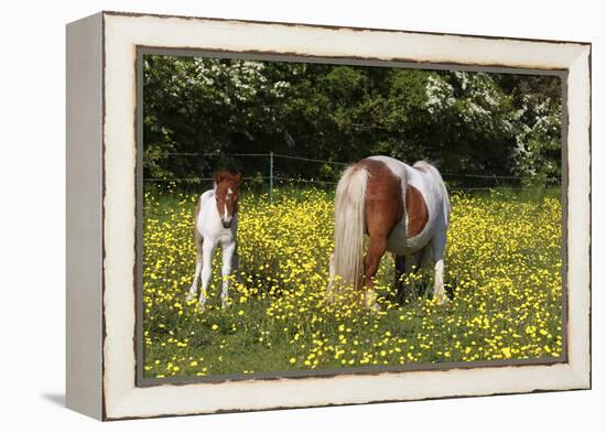 Shetland Pony 018-Bob Langrish-Framed Premier Image Canvas